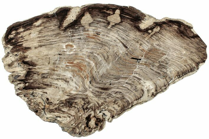 Polished Oligocene Petrified Wood (Pinus) - Australia #221124